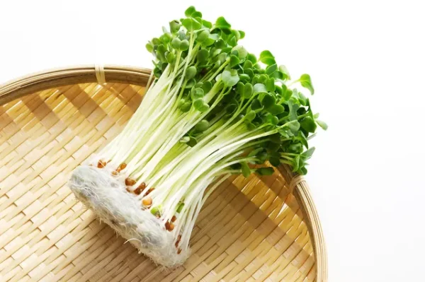 かいわれ大根は栄養価が高い！～効果効能について管理栄養士が解説～
